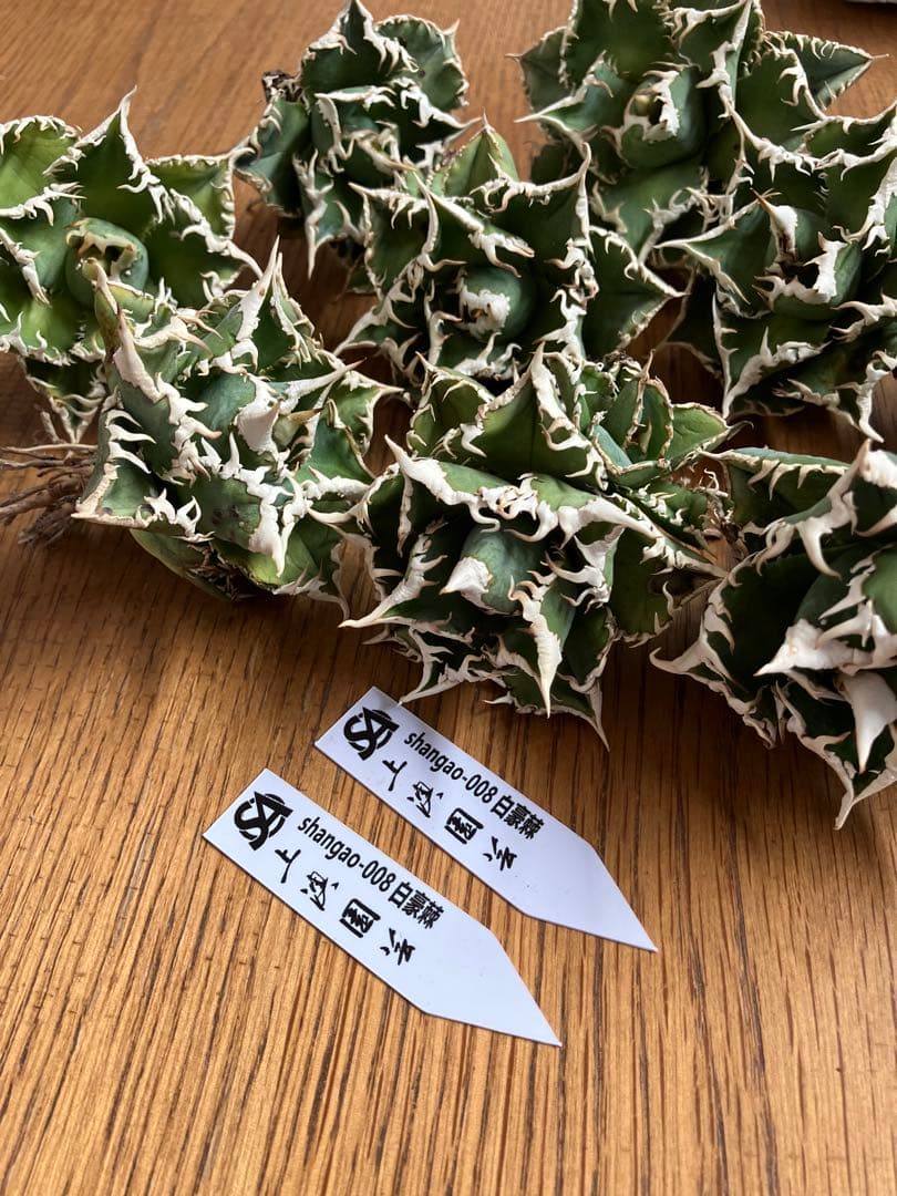 t*様 【オークション】⑥選抜　子株2株付き　太棘　アガべ　チタノタ　白豪刺　T