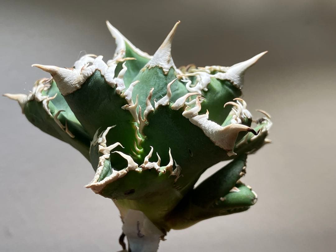 t*様 【オークション】⑥選抜　子株2株付き　太棘　アガべ　チタノタ　白豪刺　T