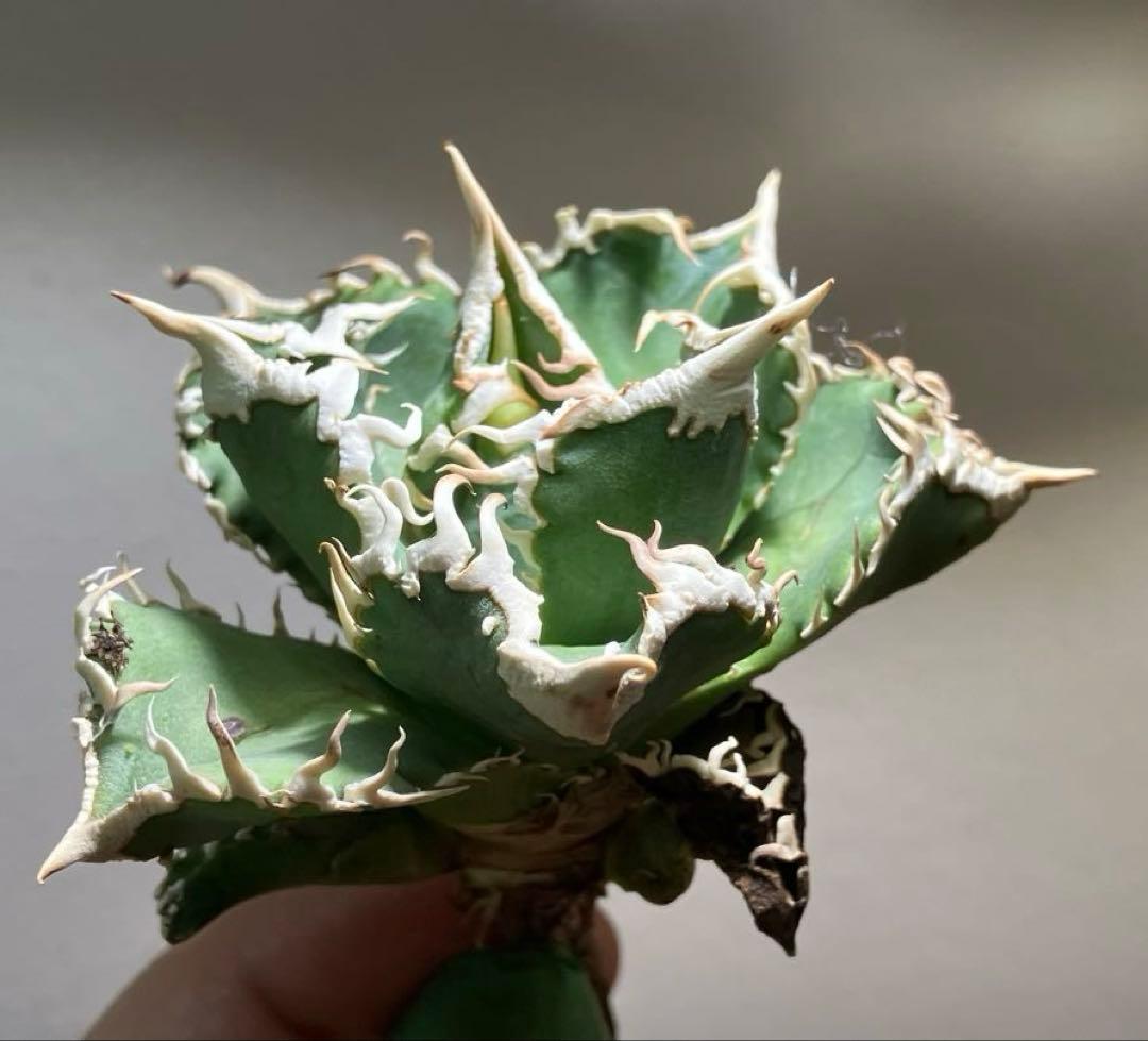 t*様 【オークション】⑥選抜　子株2株付き　太棘　アガべ　チタノタ　白豪刺　T