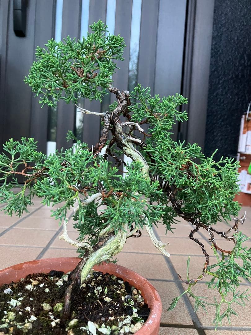 陸*奥様 石鎚山の真柏　美しい樹形でジン舎利のバランスが超魅力！　★大幅値下げ超