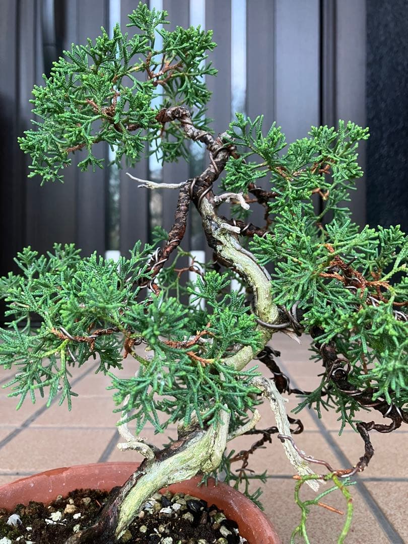 陸*奥様 石鎚山の真柏　美しい樹形でジン舎利のバランスが超魅力！　★大幅値下げ超