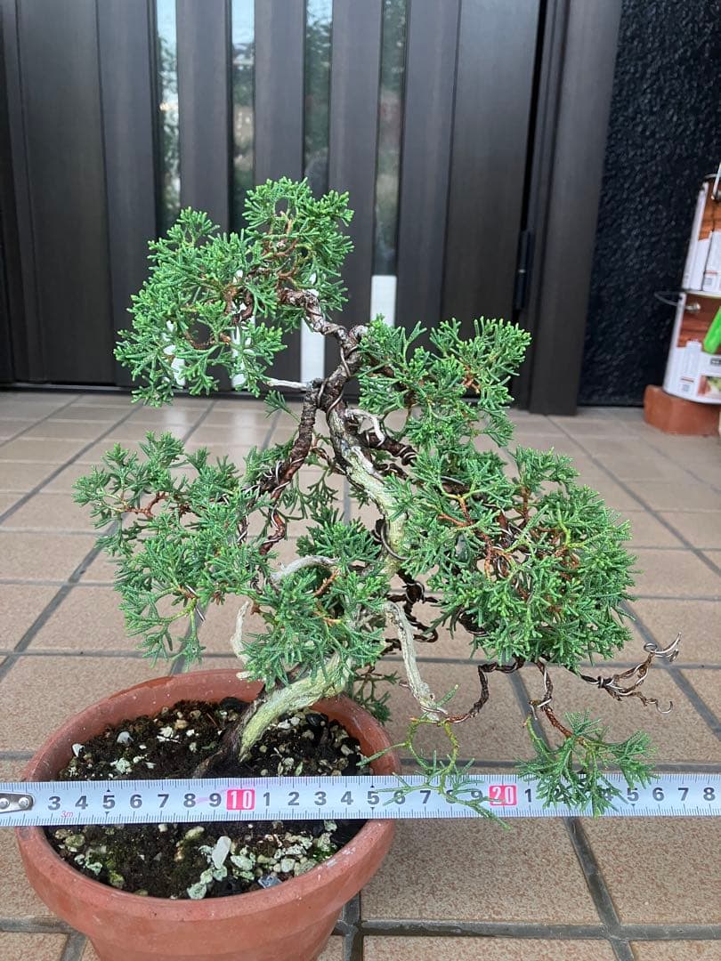 陸*奥様 石鎚山の真柏　美しい樹形でジン舎利のバランスが超魅力！　★大幅値下げ超