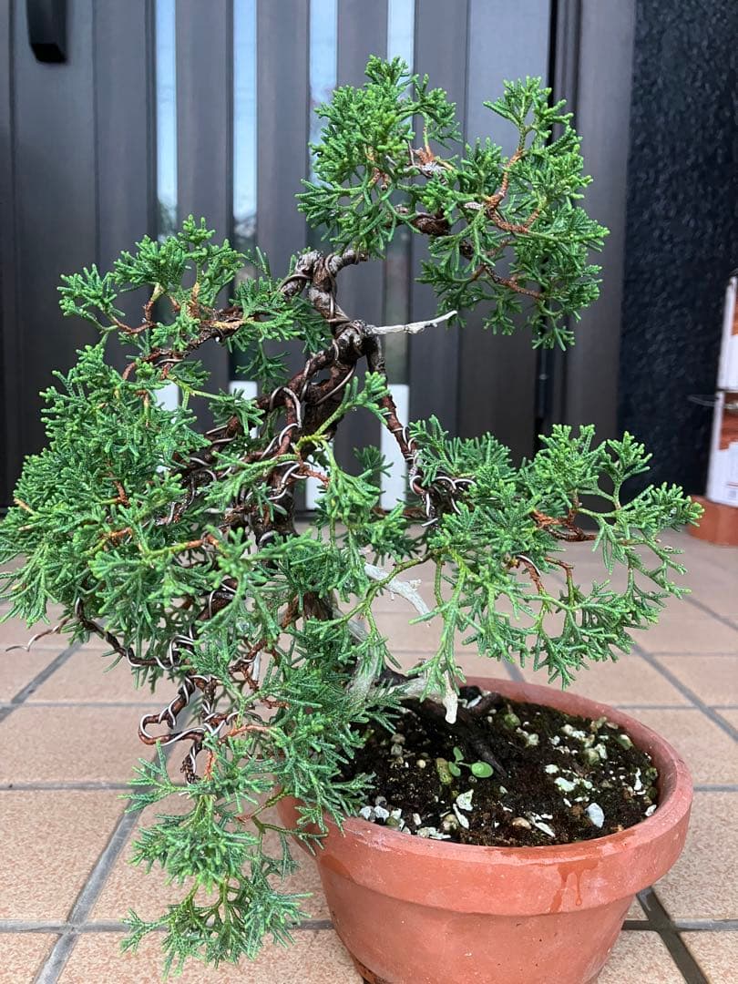 陸*奥様 石鎚山の真柏　美しい樹形でジン舎利のバランスが超魅力！　★大幅値下げ超