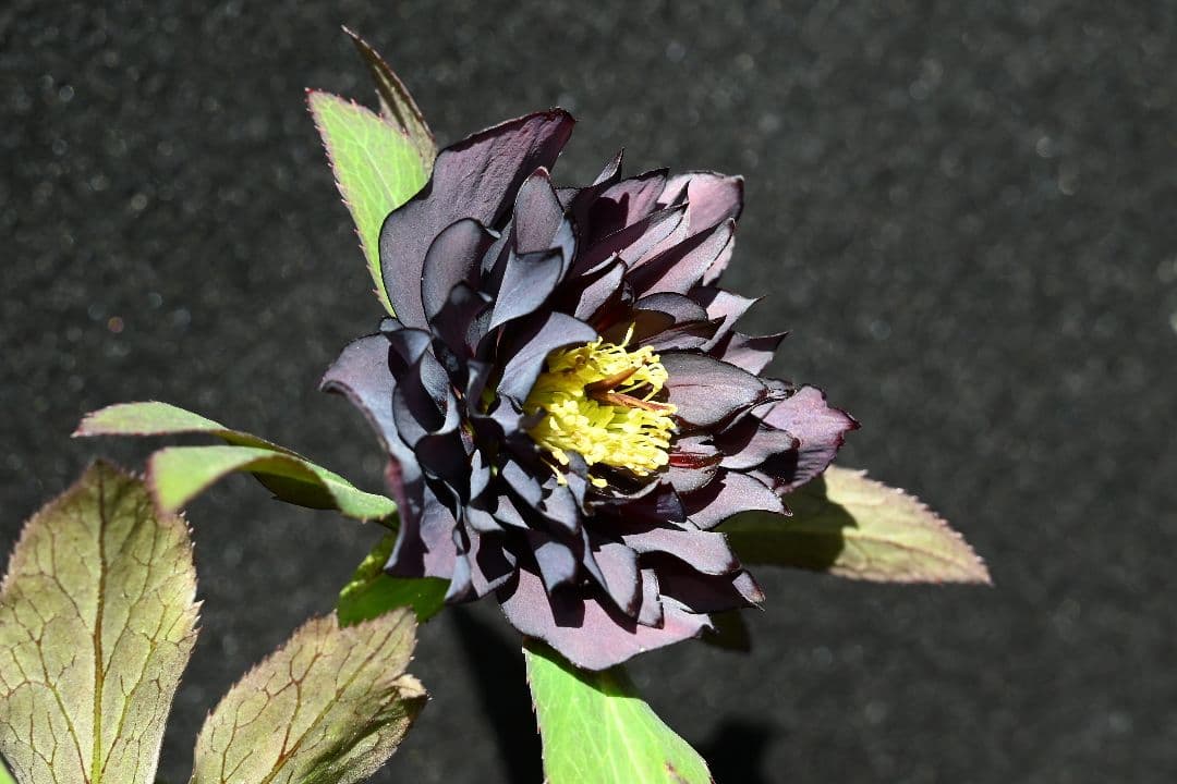 クリスマスローズ　多弁系ブラック　加藤農園