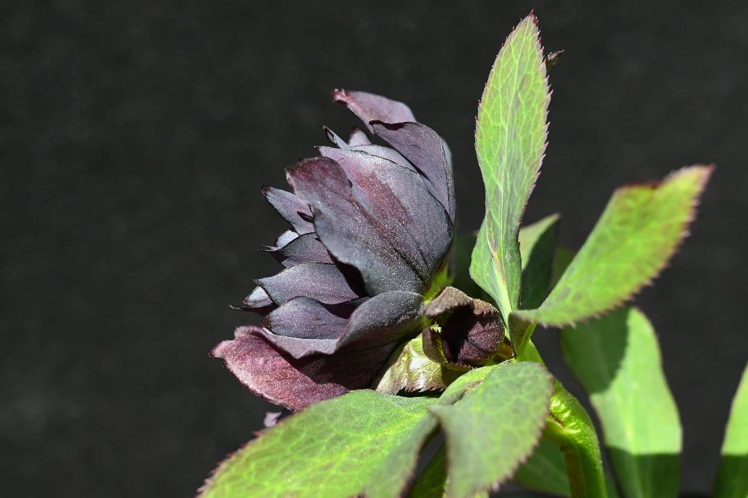 クリスマスローズ　多弁系ブラック　加藤農園