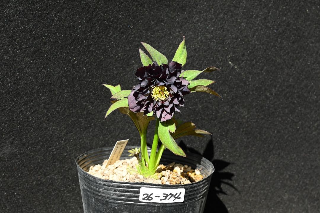 クリスマスローズ　多弁系ブラック　加藤農園