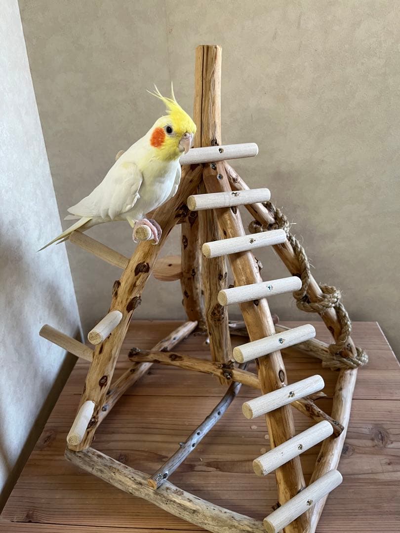 ピックさん専用ピンク鳥インコ止まり木 流木吊り下げ式バードアスレチックバード