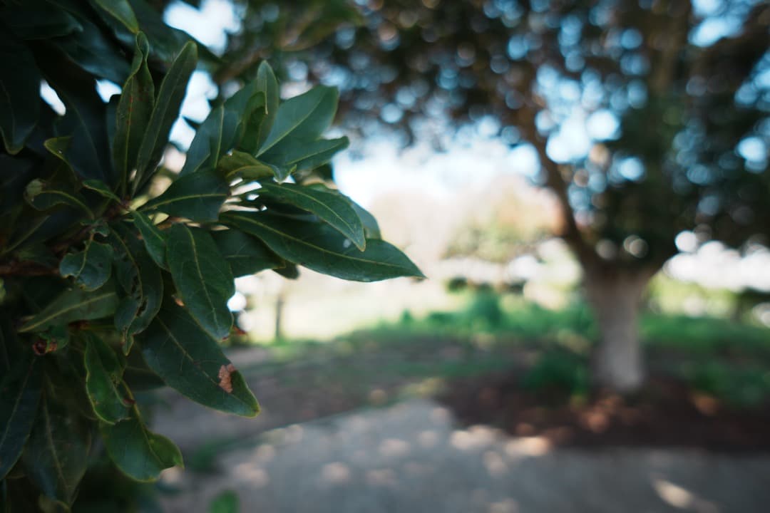 SEL16F28 + VCL-ECU1 超広角レンズセット α6000対応