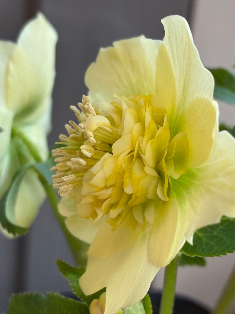 ♡加藤農園♡ モリモリセミダブル　丸弁整形花　充実株