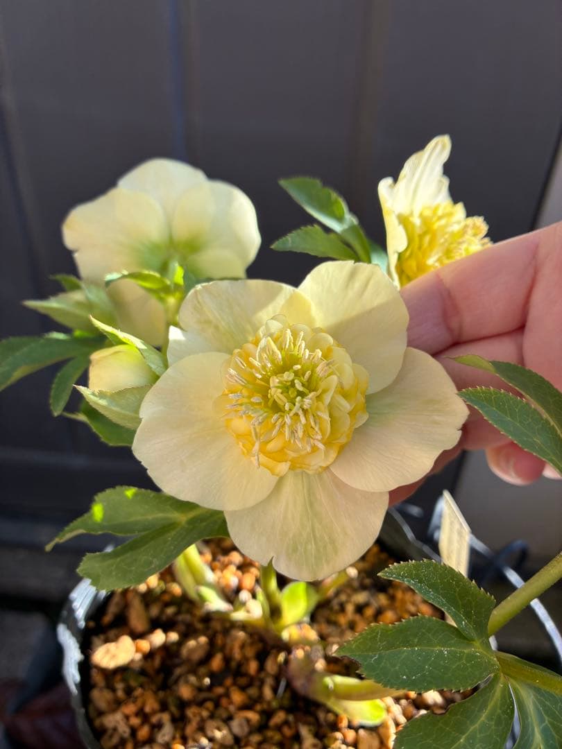 ♡加藤農園♡ モリモリセミダブル　丸弁整形花　充実株