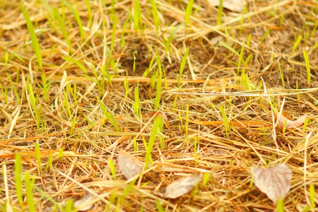 CANON EF 135mm F2.8 作例あり 動作確認済み