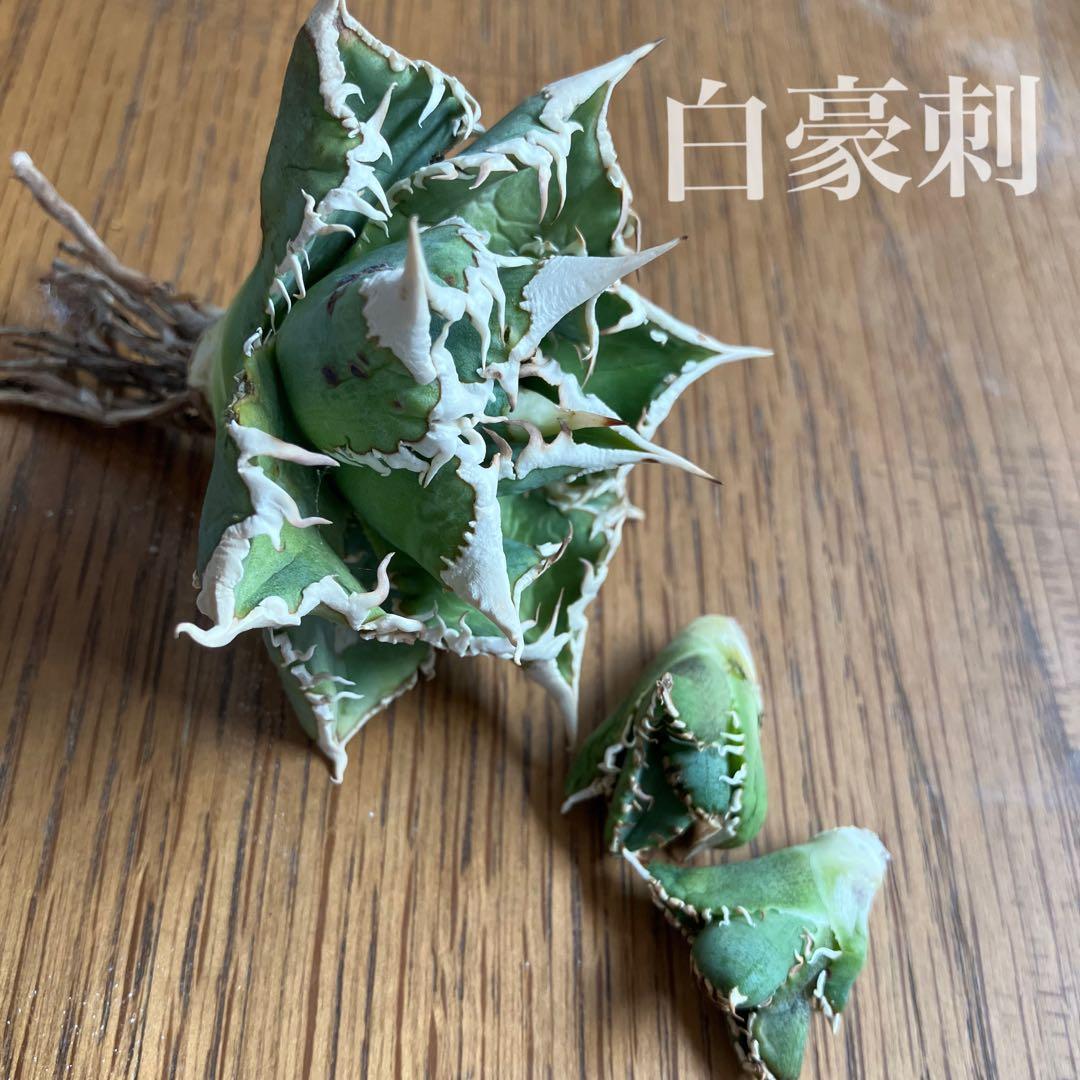 K*s様 【オークション】匿名配送　子株2株　アガべ　白豪刺　OC 脇芽【親株写