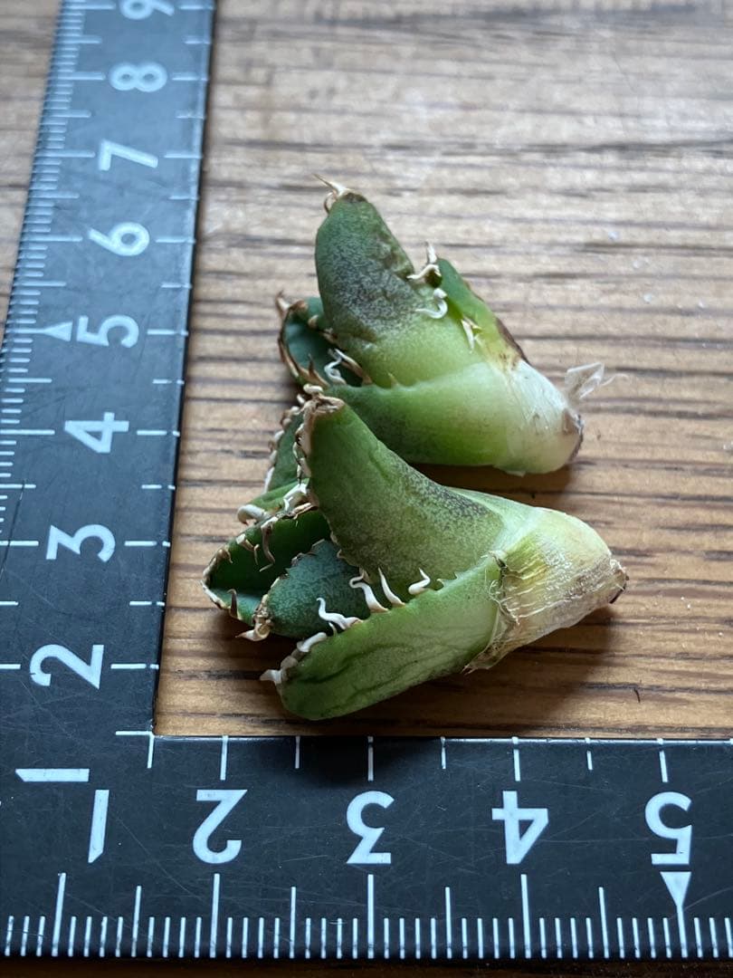 K*s様 【オークション】匿名配送　子株2株　アガべ　白豪刺　OC 脇芽【親株写