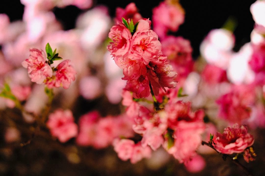 FUJIFILM XF23mmF1.4Rレンズ