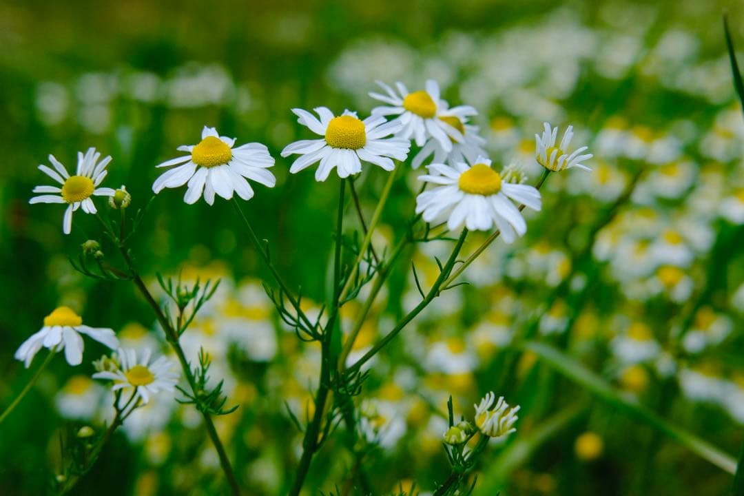 FUJIFILM XF23mmF1.4Rレンズ