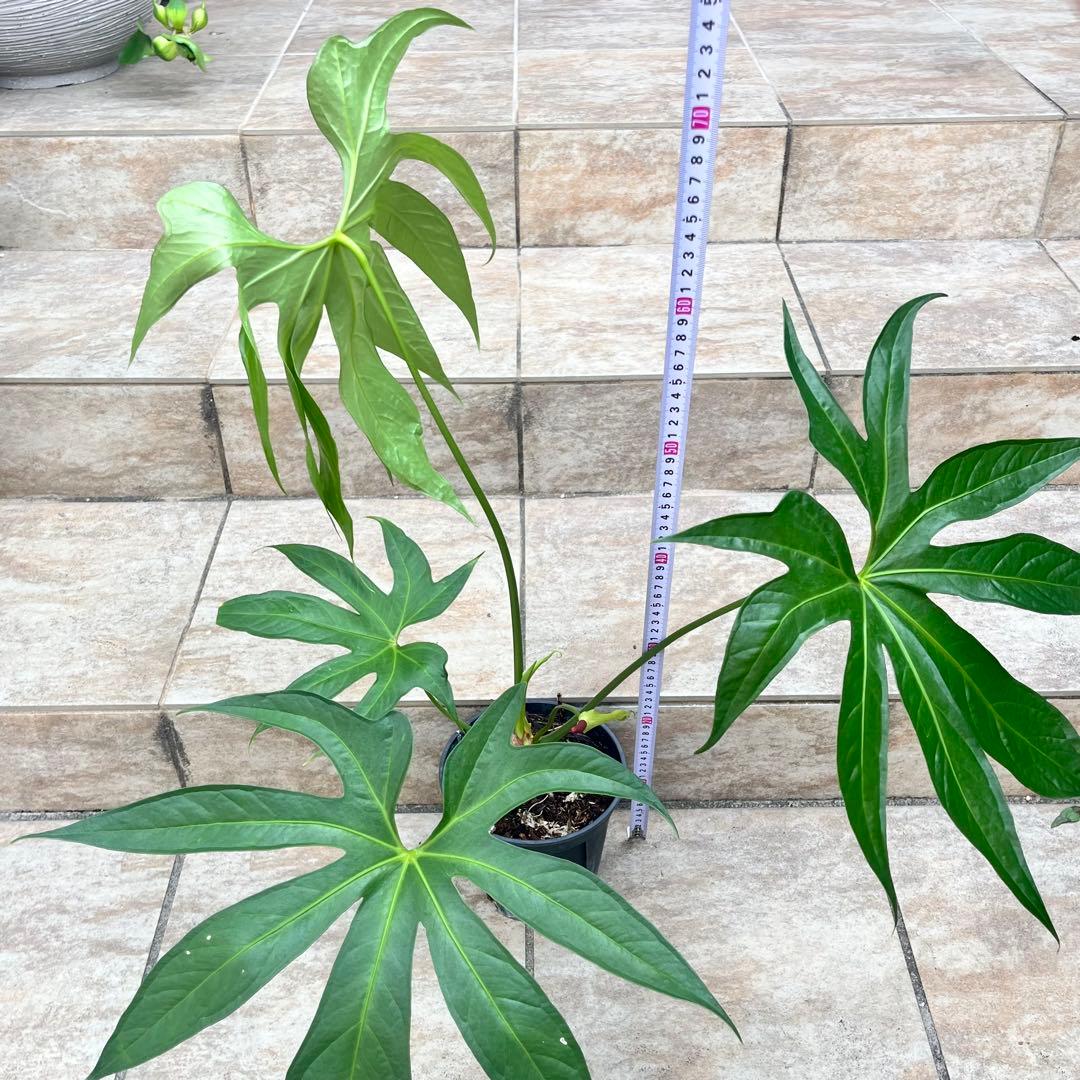 【大特価】アンスリウム　ペダトラディアツム　No.013　鉢、送料込　メルカリ便