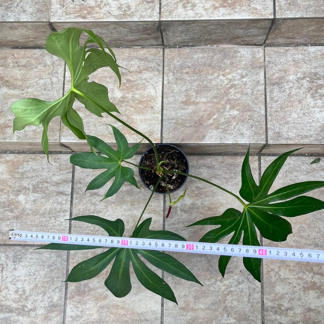 【大特価】アンスリウム　ペダトラディアツム　No.013　鉢、送料込　メルカリ便