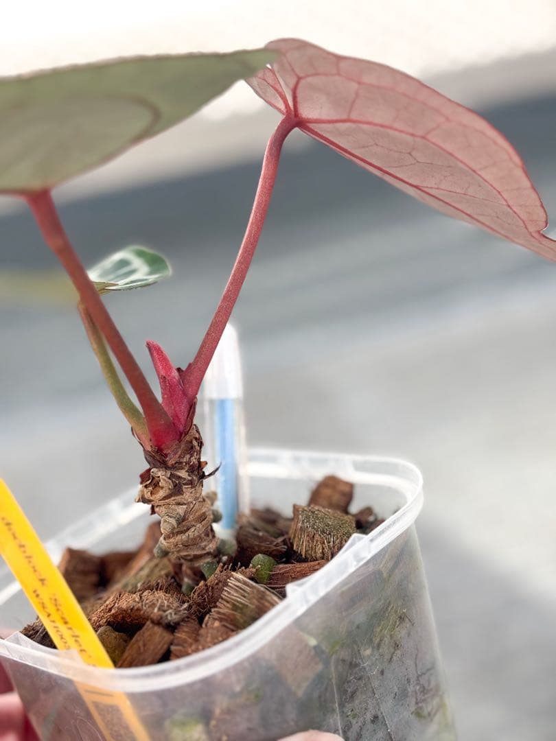 Anthurium docblock 'Scarlet' S1 スカーレット