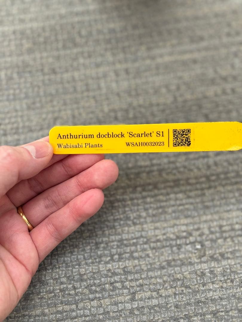Anthurium docblock 'Scarlet' S1 スカーレット