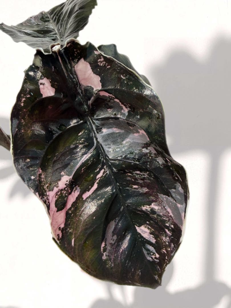 ラスト アロカシア アズラニー 斑入り 芋 ①番