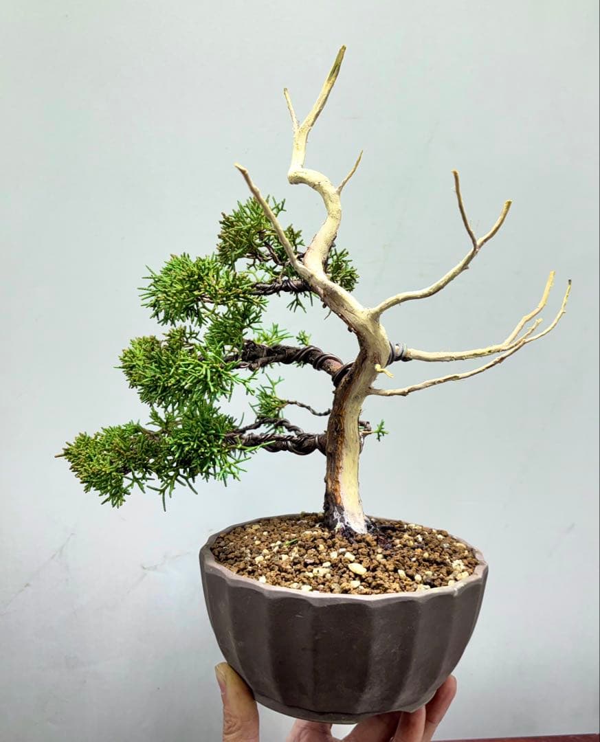 ス*認様 【サービスオークション】真柏　盆栽☆