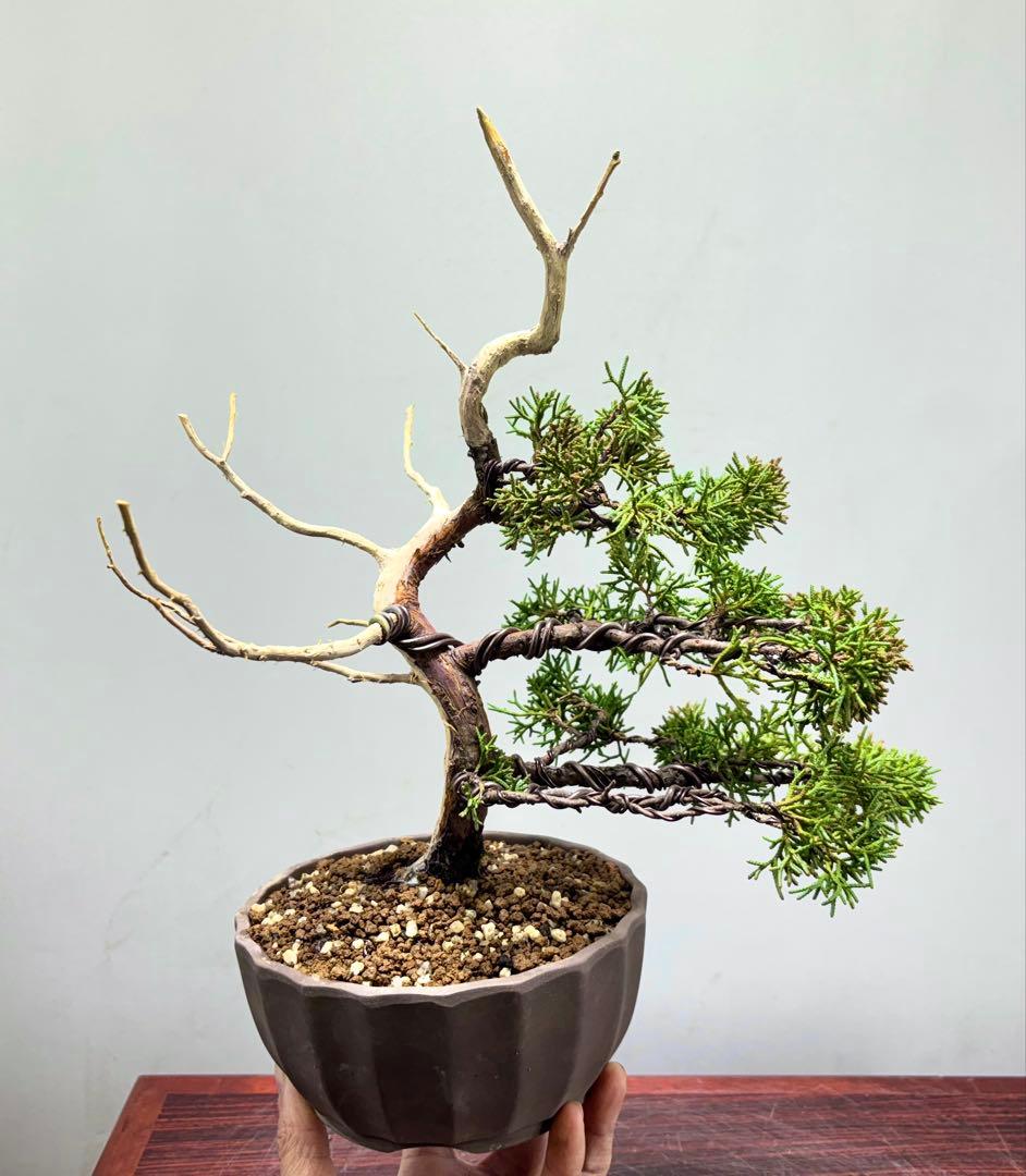 ス*認様 【サービスオークション】真柏　盆栽☆