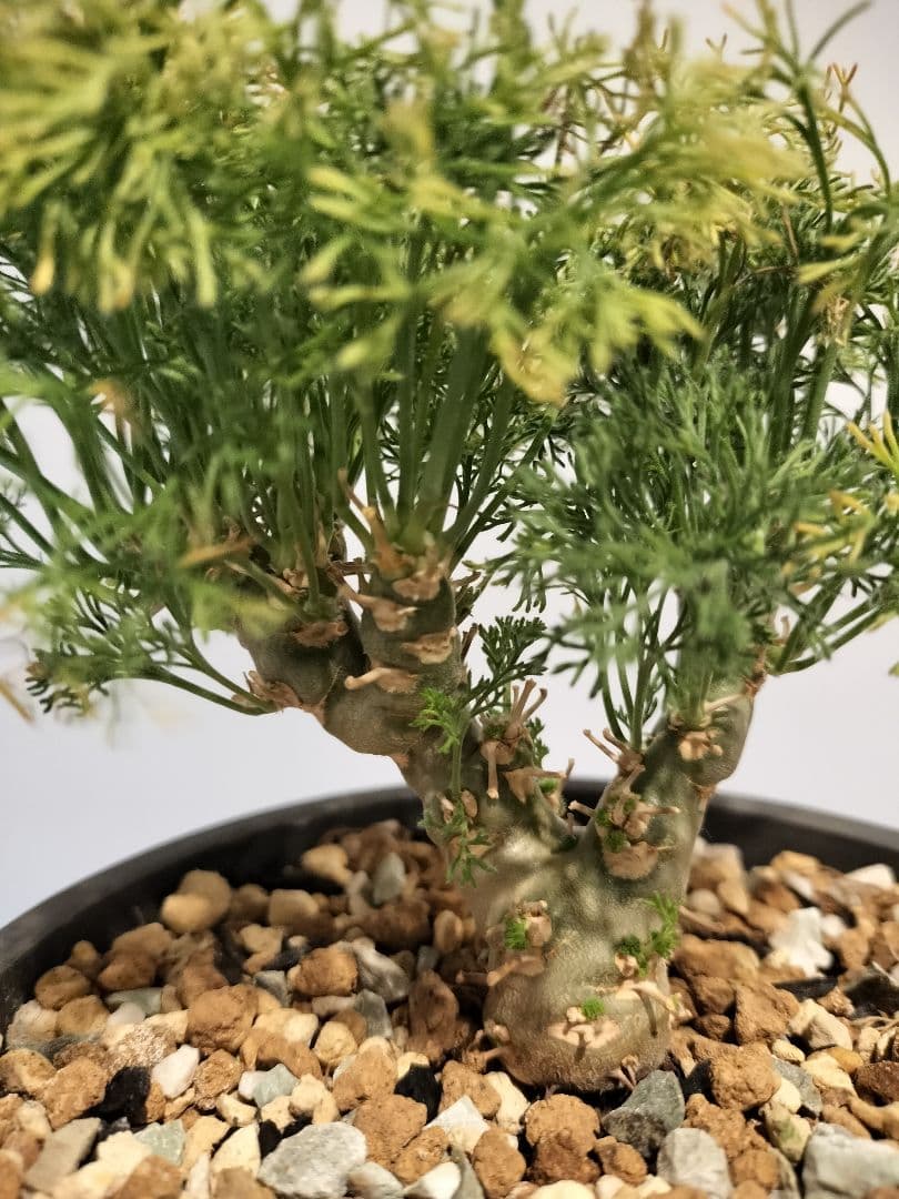 モンソニア ペニクリナム　（サルコカウロン）鉢ごと発送