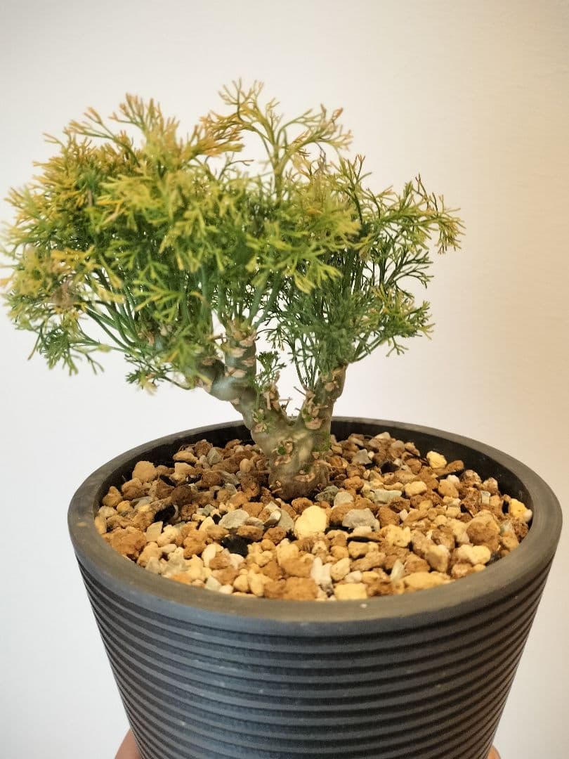 モンソニア ペニクリナム　（サルコカウロン）鉢ごと発送