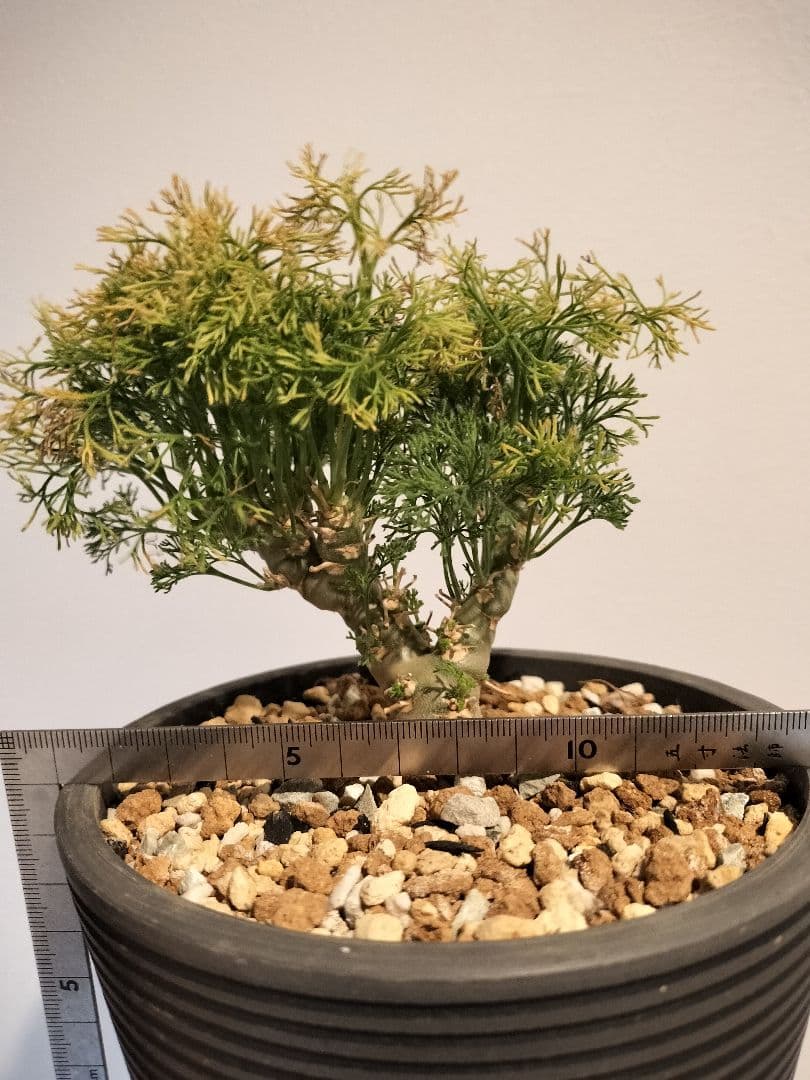 モンソニア ペニクリナム　（サルコカウロン）鉢ごと発送