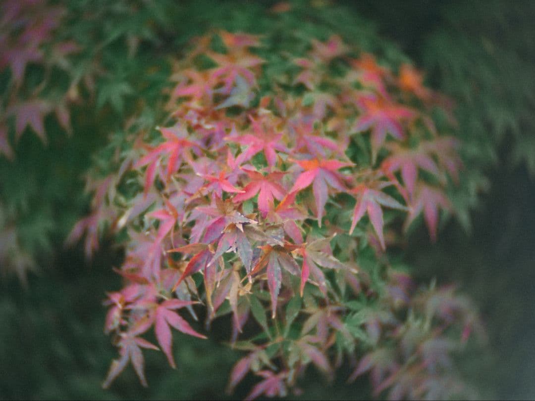 ​極上品ショット数4843回OM-D E-M10 MarkII エモいレンズ3本