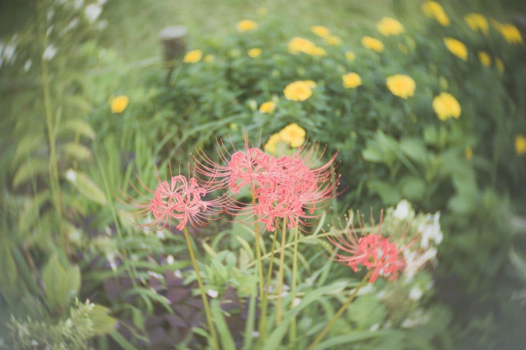 ​極上品ショット数4843回OM-D E-M10 MarkII エモいレンズ3本