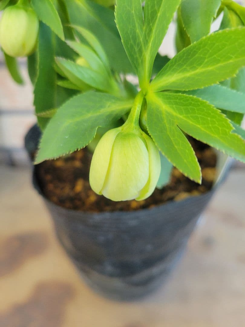 高橋育苗　クリスマスローズ　little　beast　デュメトルム系