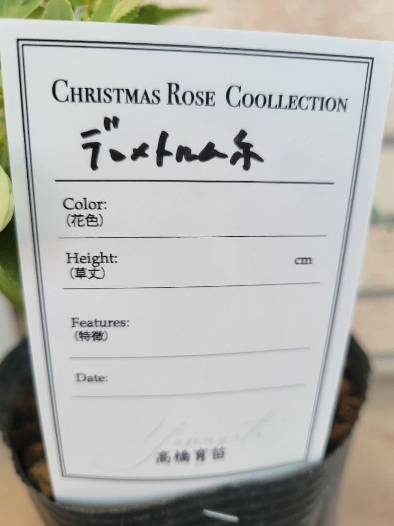 高橋育苗　クリスマスローズ　little　beast　デュメトルム系