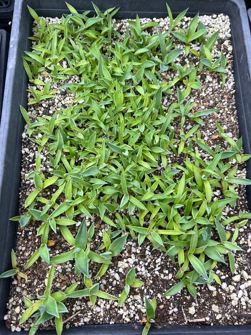 アガベ モンタナ ケースごと メルカリ便