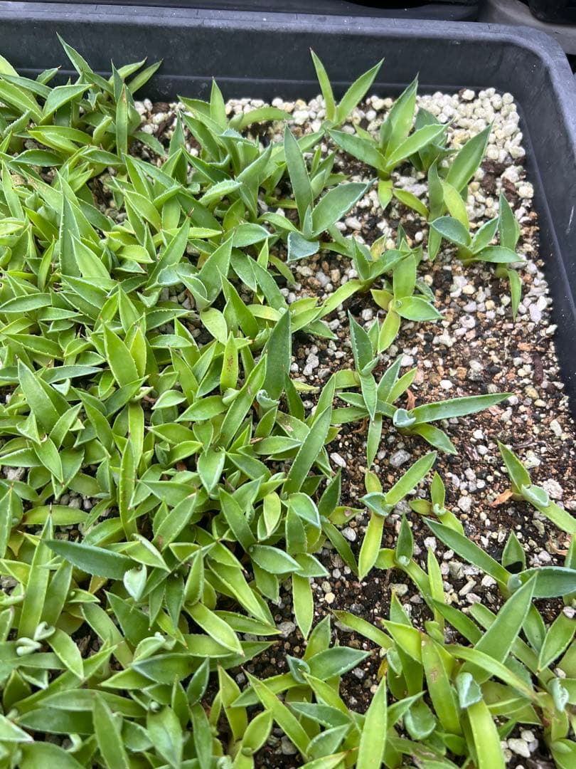 アガベ モンタナ ケースごと メルカリ便