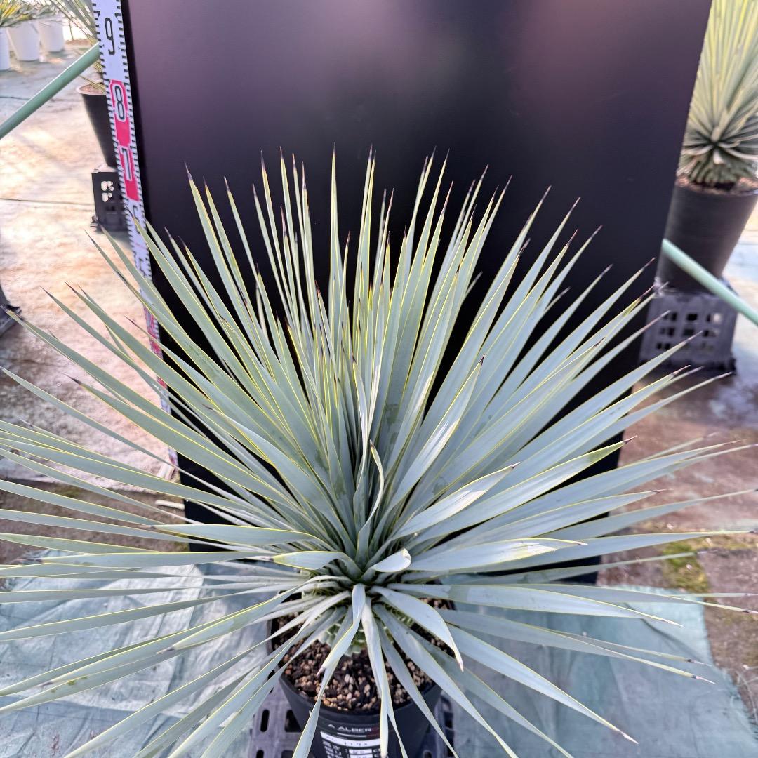 【AL1173】ユッカ　ロストラータ