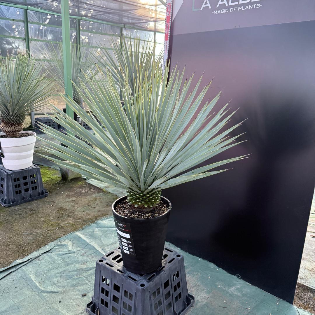 【AL1173】ユッカ　ロストラータ