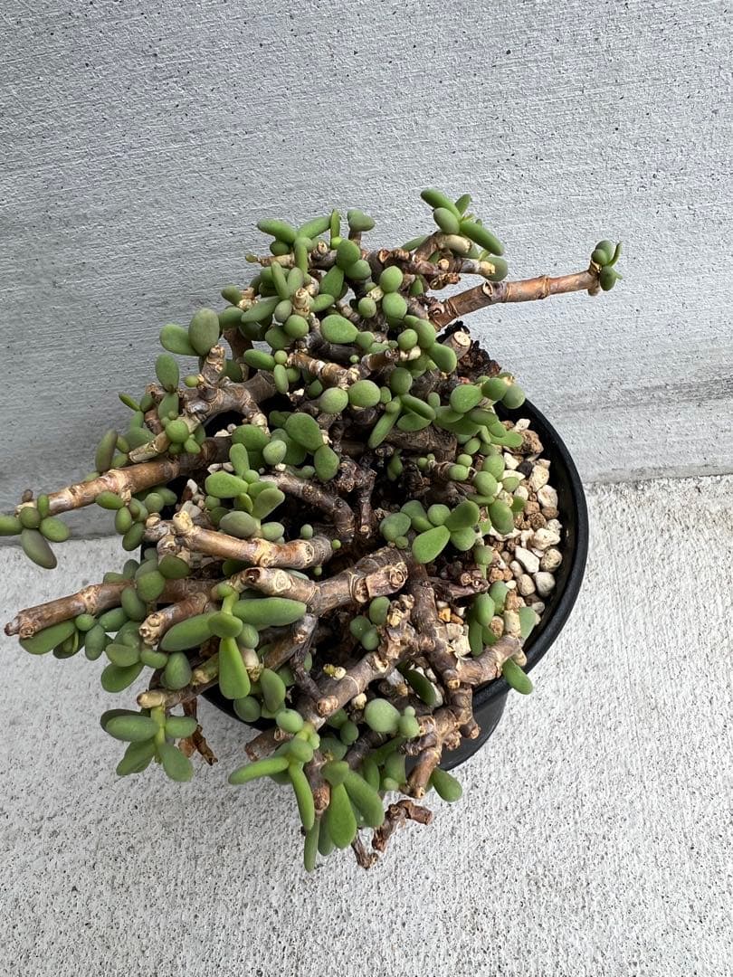 最終値下げ　発根済　ケラリアピグマエア　ベアルート株　①