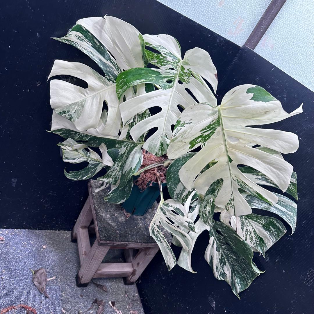 ゆ*う様 斑入りモンステラ ホワイトタイガー極美大株69cm白斑多