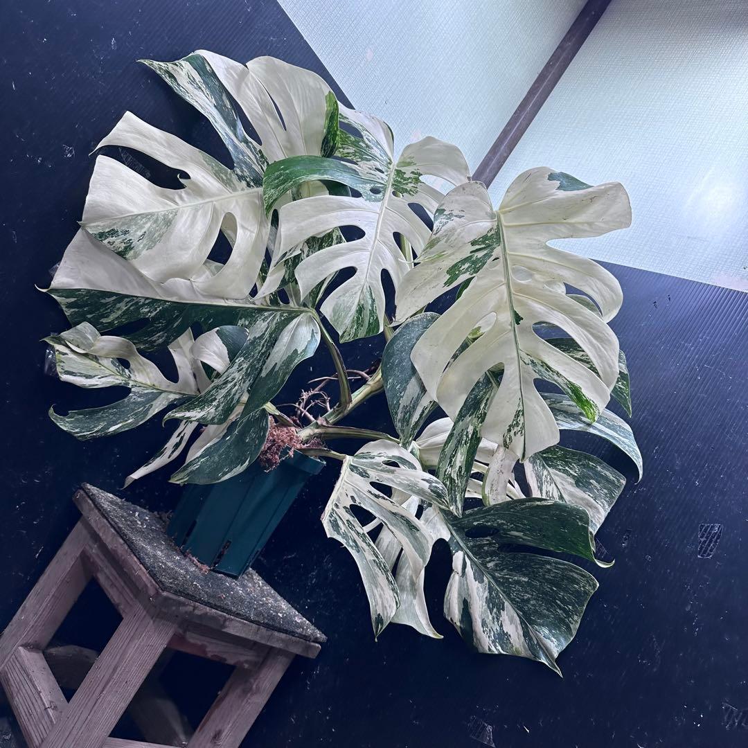 ゆ*う様 斑入りモンステラ ホワイトタイガー極美大株69cm白斑多