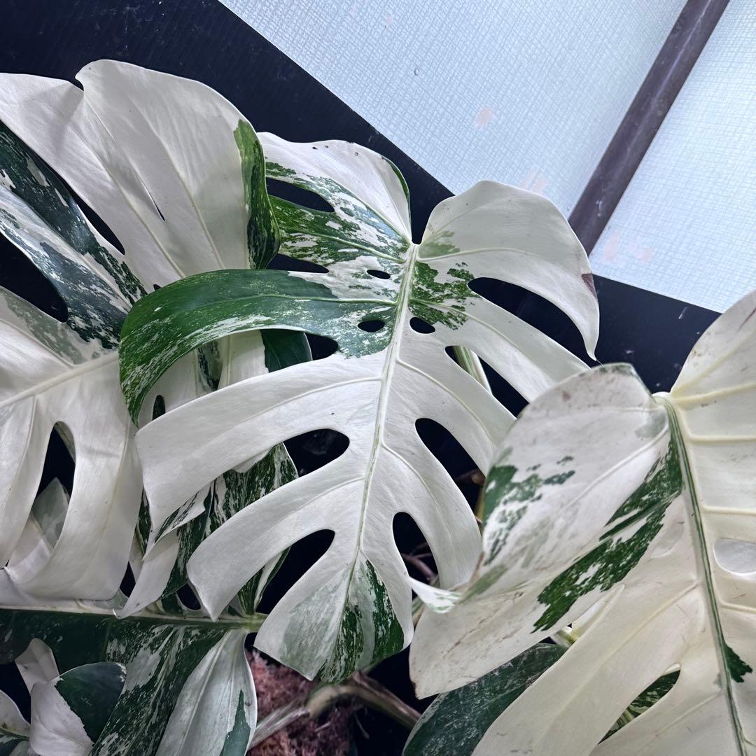 ゆ*う様 斑入りモンステラ ホワイトタイガー極美大株69cm白斑多