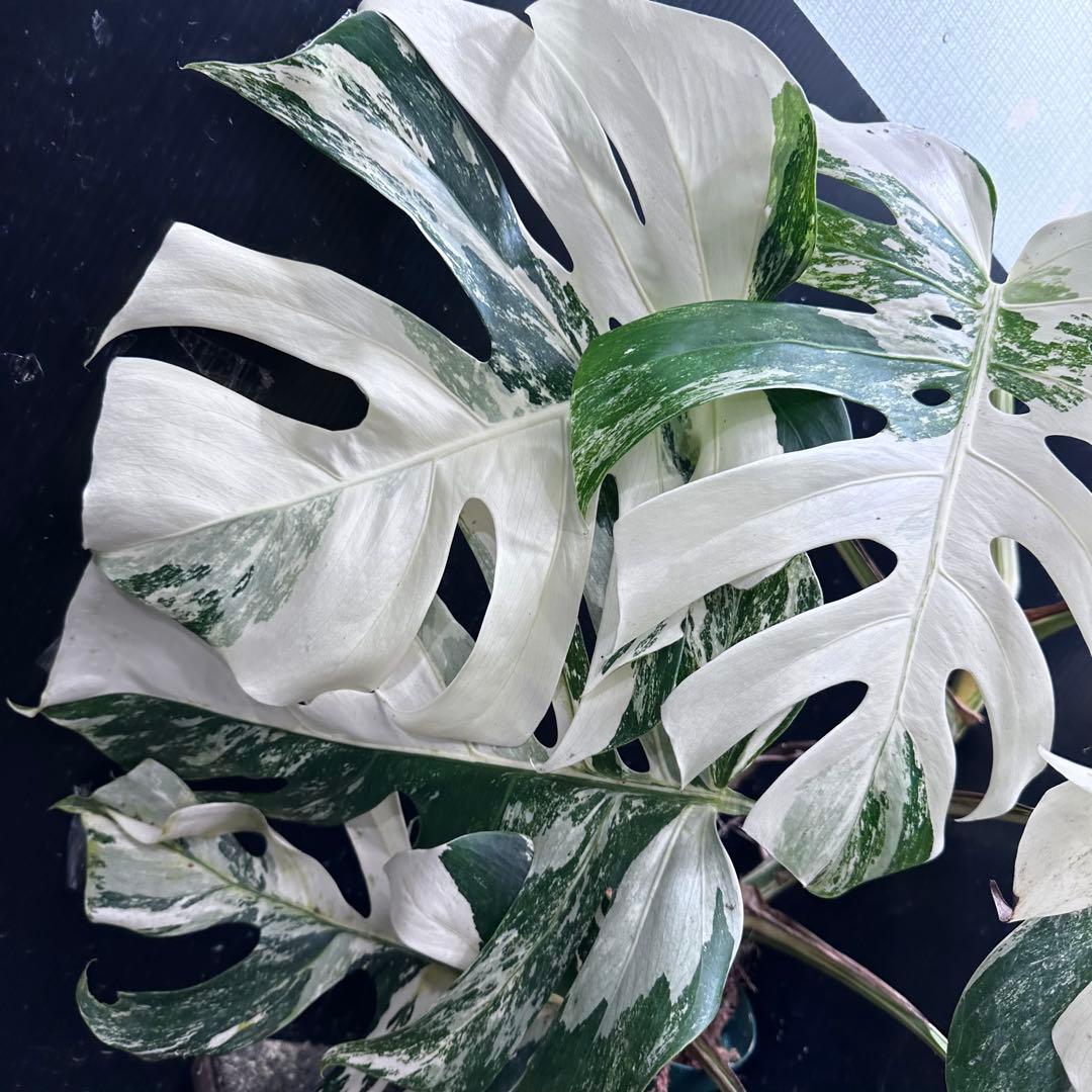 ゆ*う様 斑入りモンステラ ホワイトタイガー極美大株69cm白斑多
