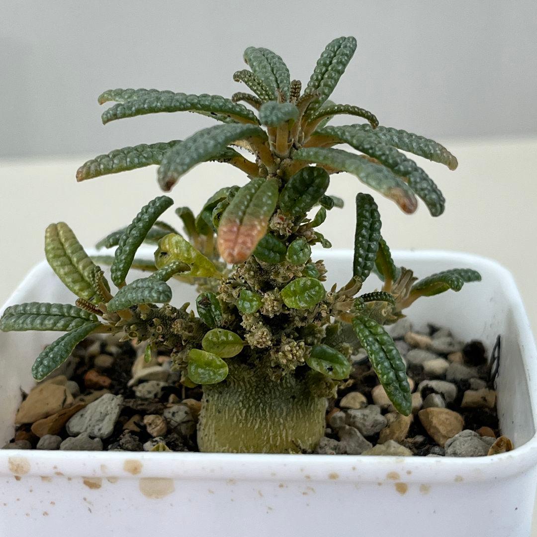 サ*ブ様 E31実生 まん丸 ドルステニア ギガス ブラータ