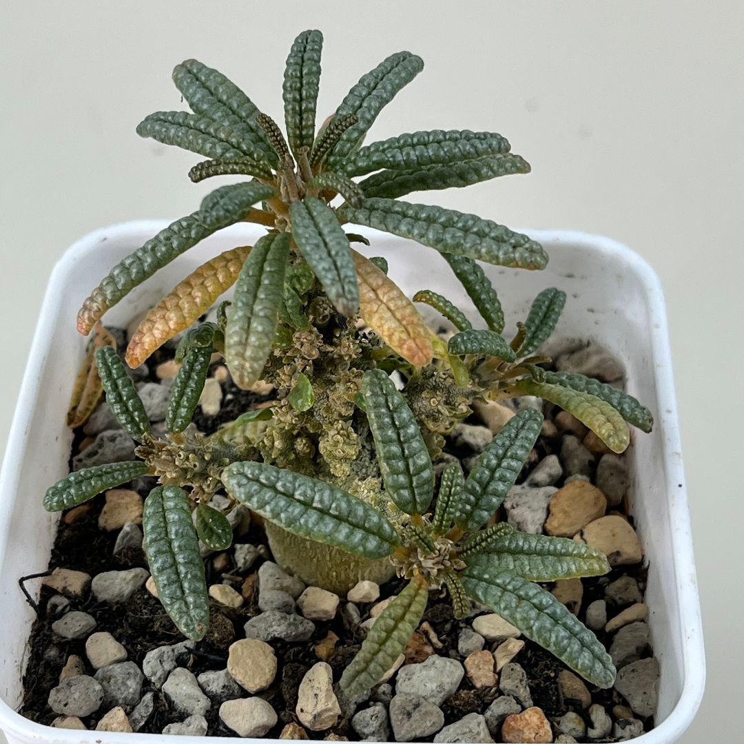 サ*ブ様 E31実生 まん丸 ドルステニア ギガス ブラータ