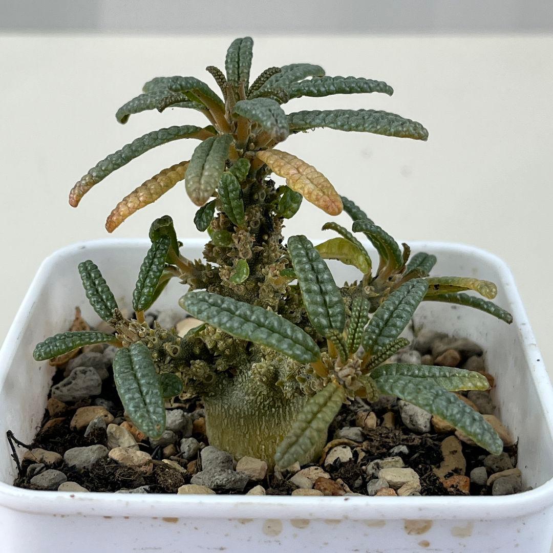 サ*ブ様 E31実生 まん丸 ドルステニア ギガス ブラータ