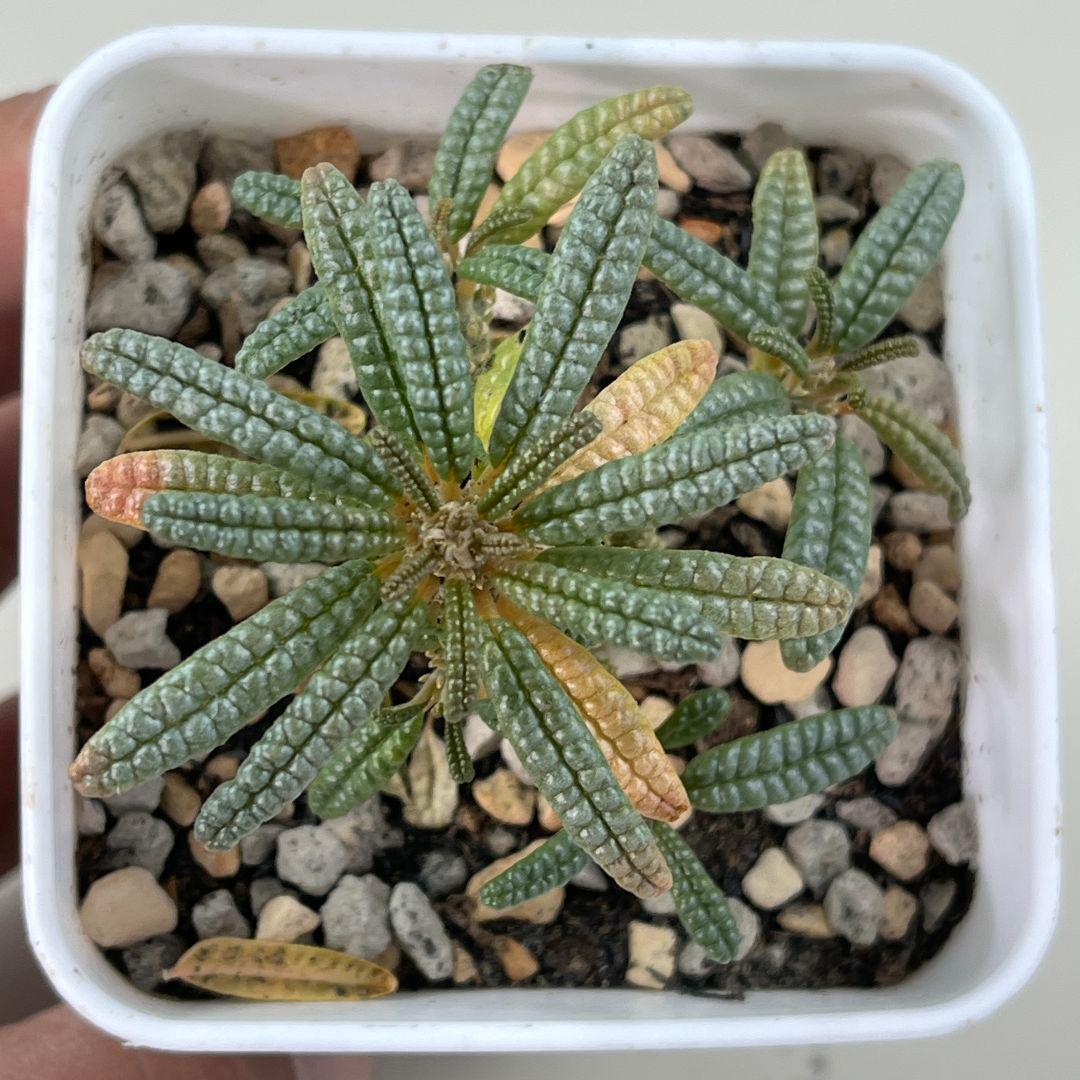 サ*ブ様 E31実生 まん丸 ドルステニア ギガス ブラータ