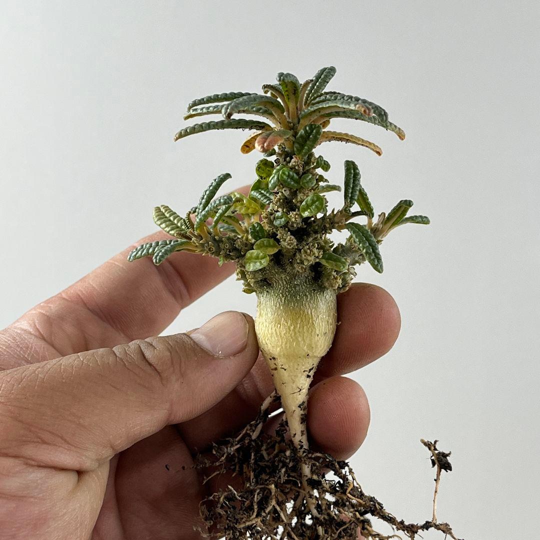 サ*ブ様 E31実生 まん丸 ドルステニア ギガス ブラータ