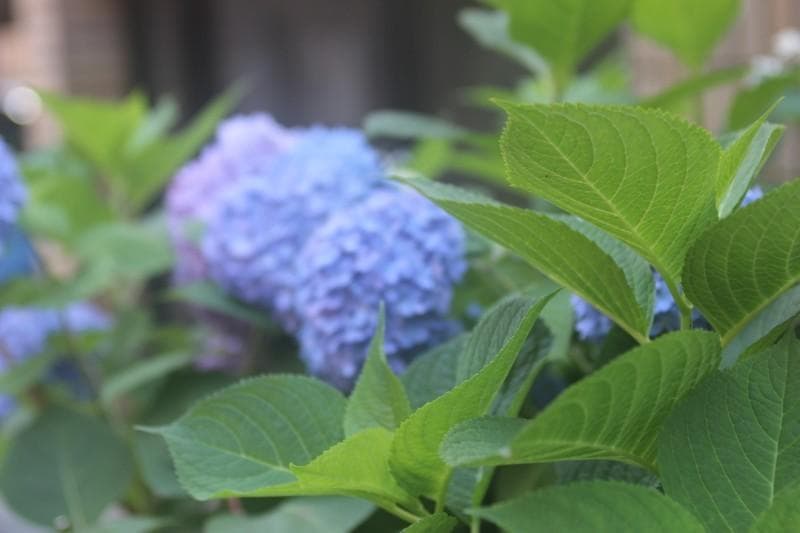 Canon EF 28-70mm F/2.8 L USM（現状品）