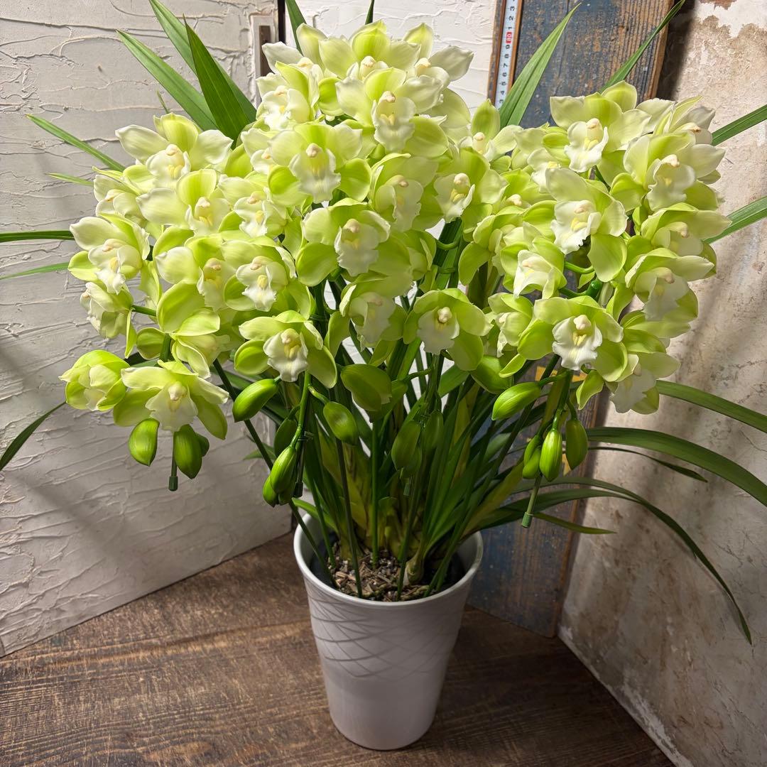 洋蘭　オーダー　シンビジューム　7寸陶器鉢