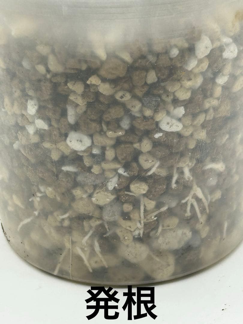 現地球　発根済み　パキポディウム　グラキリス　落葉中